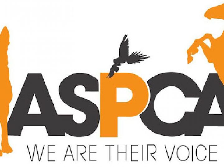 Celebrities walk the Orange Carpet at ASPCA’s After Dark Cocktail Party – Lucy Hale, ZZ Ward and more